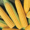 Scarborough Seeds Corn Early Sunglow 25 Seeds, Only 62 days! gallery