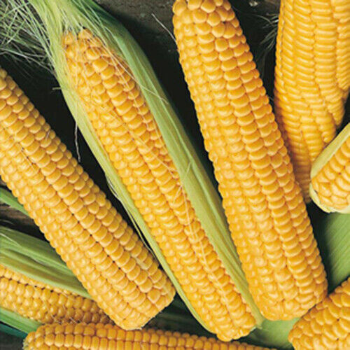 Scarborough Seeds Corn Early Sunglow 25 Seeds, Only 62 days! gallery