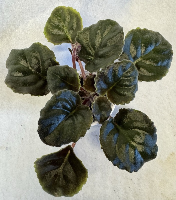 African Violet LE Kardamon Starter gallery