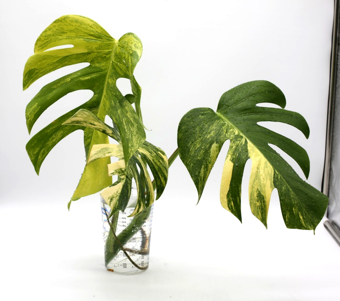 Monstera Aurea Variegated Top Cutting Rooted gallery