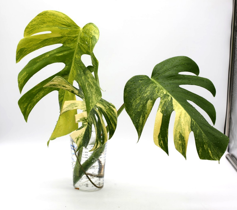 Monstera Aurea Variegated Top Cutting Rooted gallery