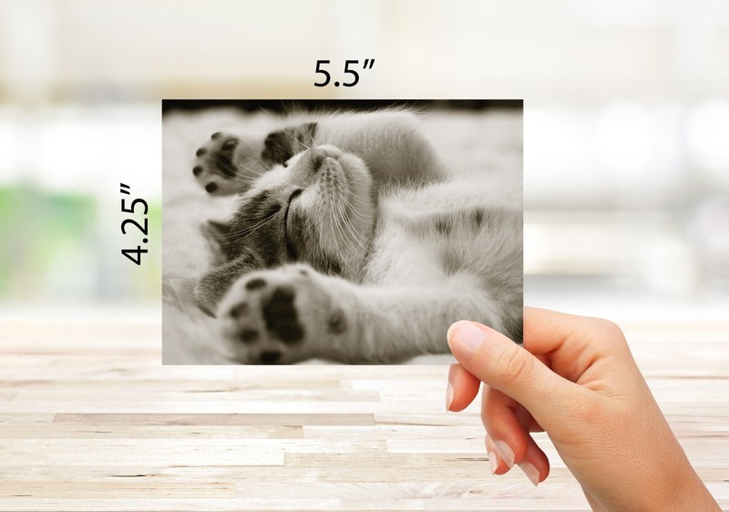 Sleeping Kittens Note Cards-Blank Inside-5.5"x4.25"-12 Pack gallery
