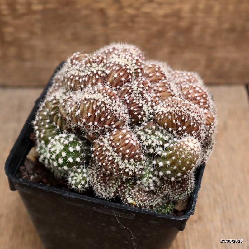 D4271 ECHINOPSIS DENUDATA CRESTED pot9-H8-W14 cm MaMa Cactus gallery