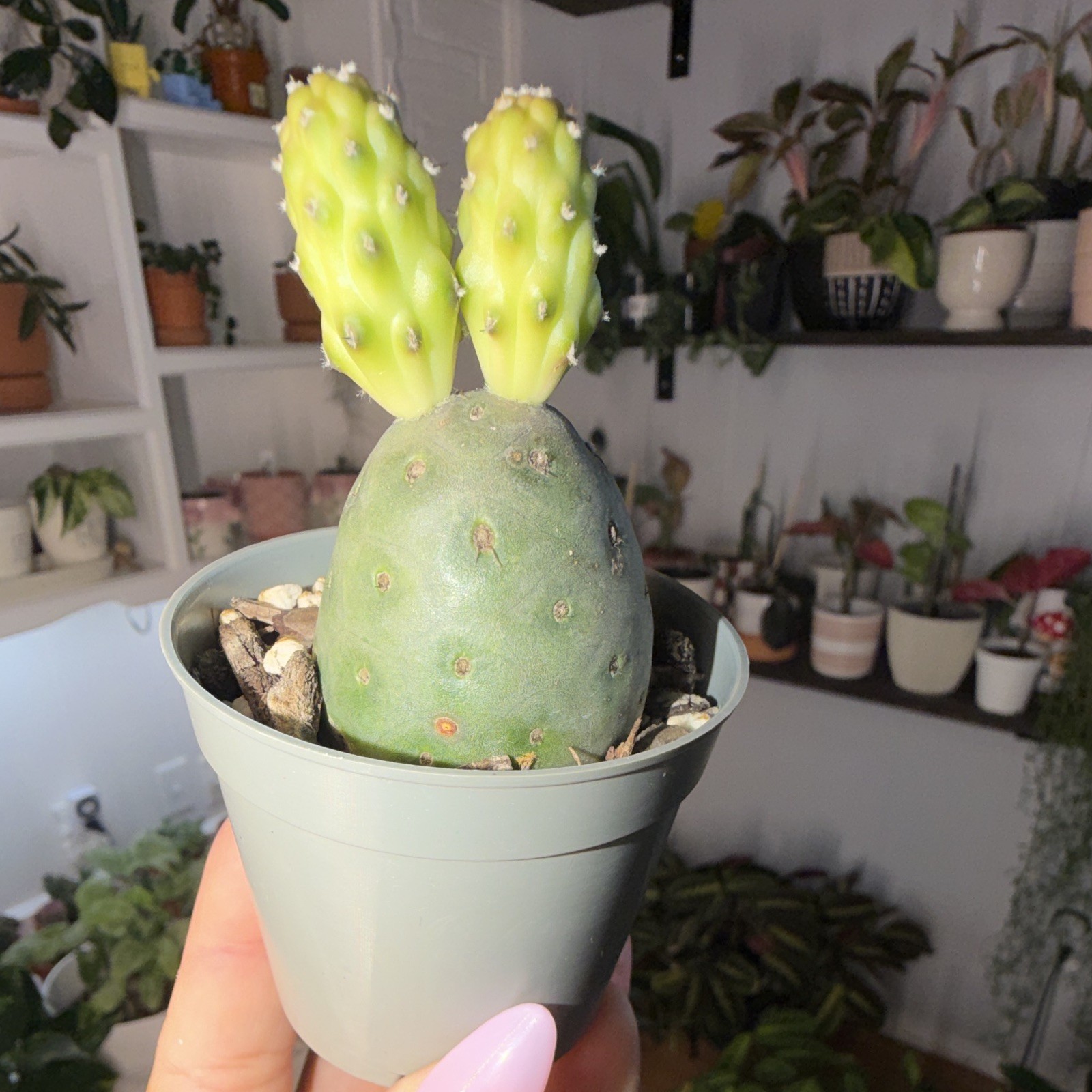 Snowman Cactus 🌵 ⛄️ with growing babies. gallery