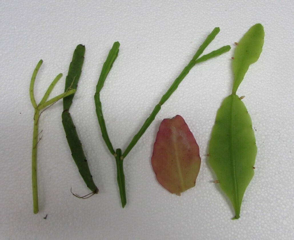 5 DIFFERENT RHIPSALIS CUTTINGS (Pictured) - Unnamed - Very Easy to Root-Tropical gallery