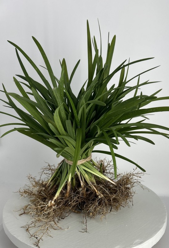 Liriope 20 Pieces Bare Root Purple Flowering Grass Plants Full Sun Or Shade! gallery