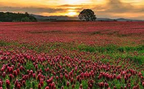 CRIMSON CLOVER SEED For Deer Food Plot Pastures Hay Silage Bees Reseeding Clover gallery