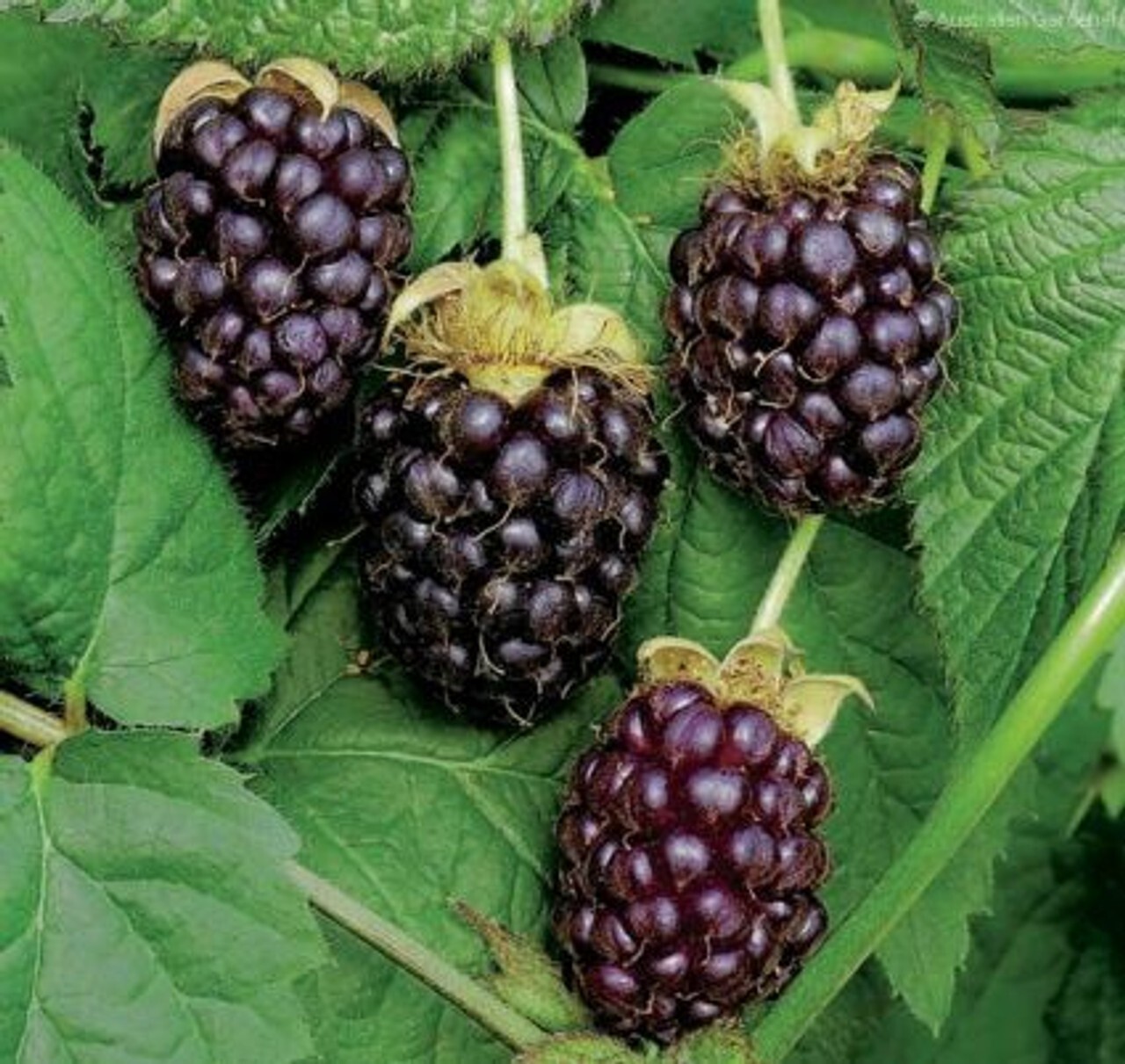 Boysenberry (Rubus ursinus) - Floricane - 1 TC Plant/Plug - 3-6 in - Edible! gallery
