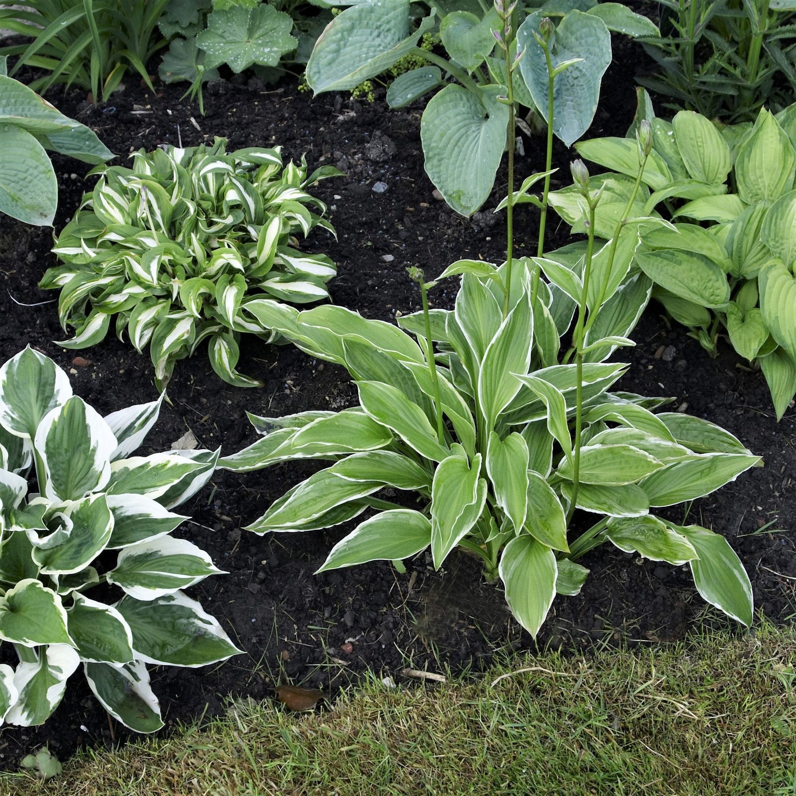 Hosta Bumper Crop Mix 10-30 Plant Roots - Summer Blooms, Foliage for Shade gallery
