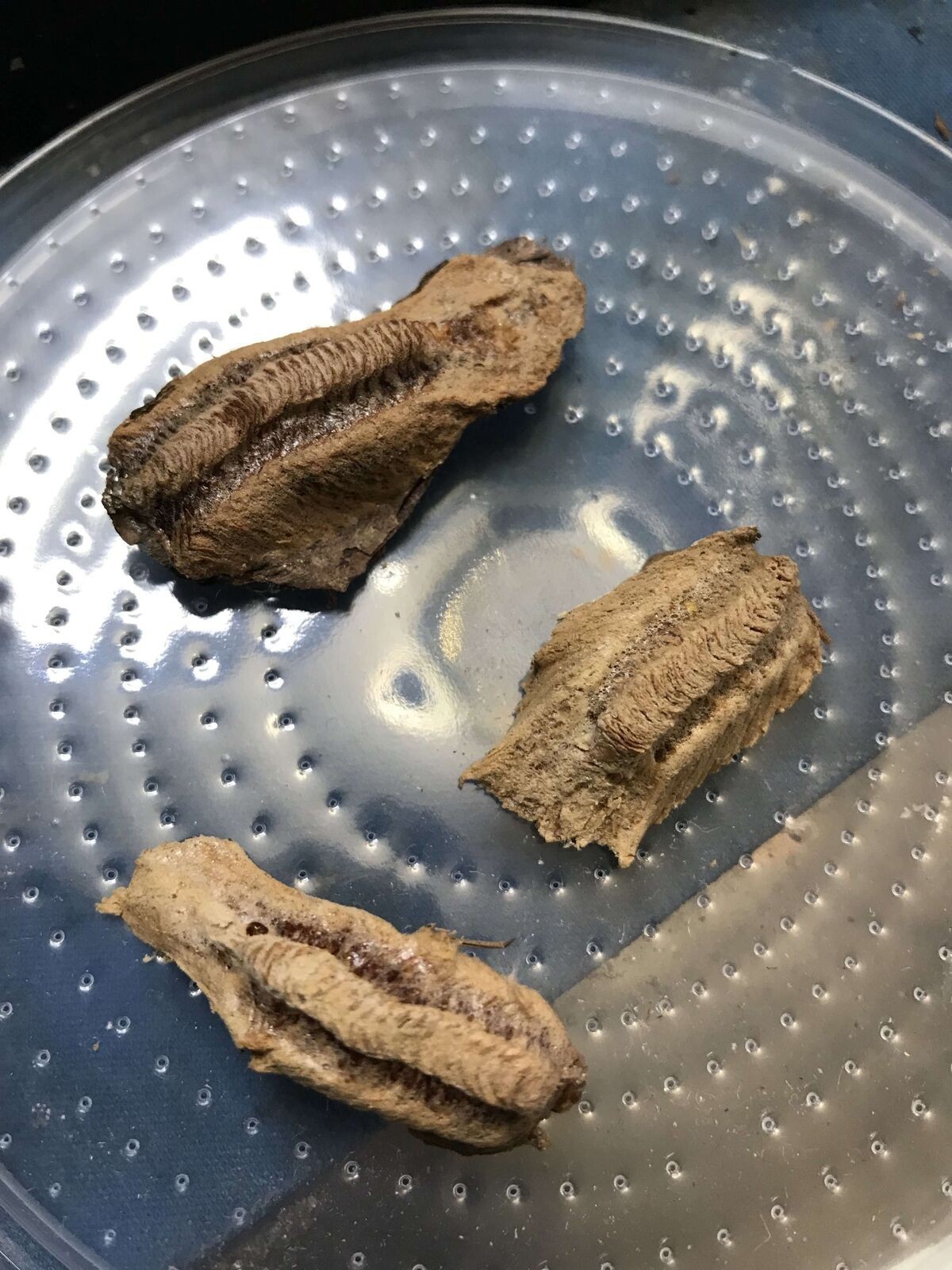 Praying Mantis Egg Case - 1 each - Carolina gallery