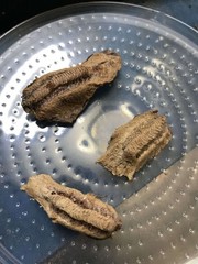 Praying Mantis Egg Case – 1 each – Carolina