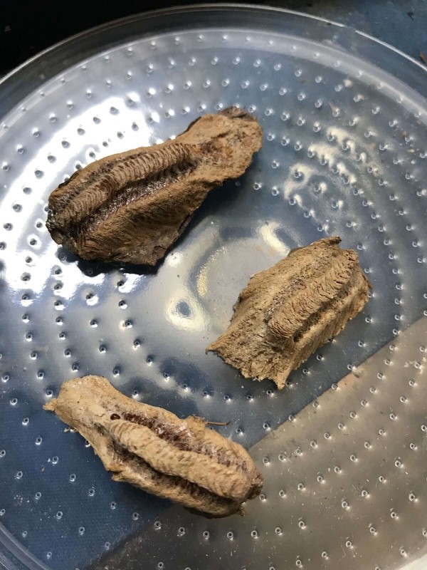 Praying Mantis Egg Case Collection, 1 each, Chinese, Carolina, and European gallery