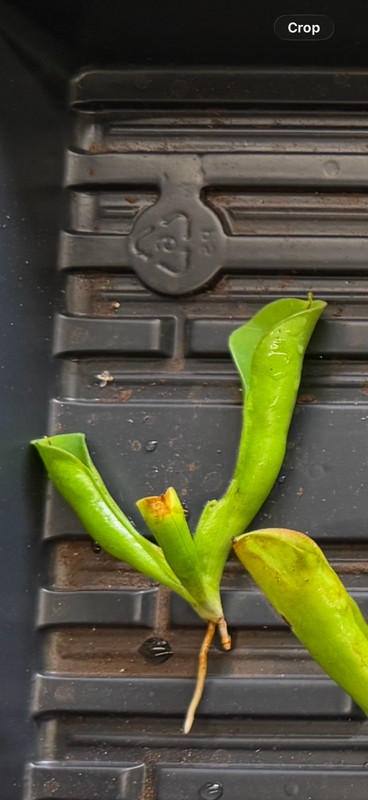 Heliamphora macdonaldae gallery