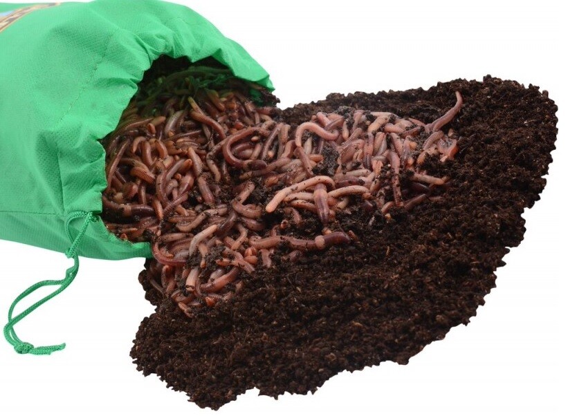 250 Count Super Red European Night Crawlers gallery