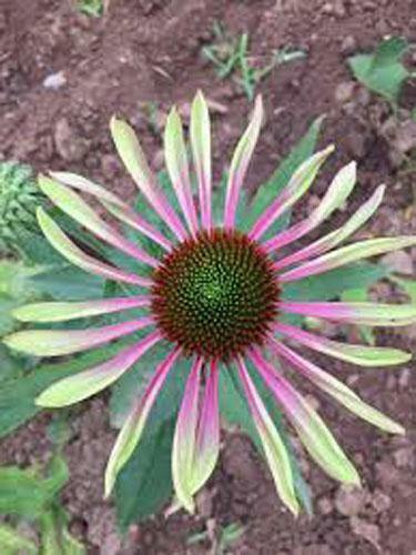 Echinacea purpurea | Green Twister | Coneflower | 10 Seeds gallery