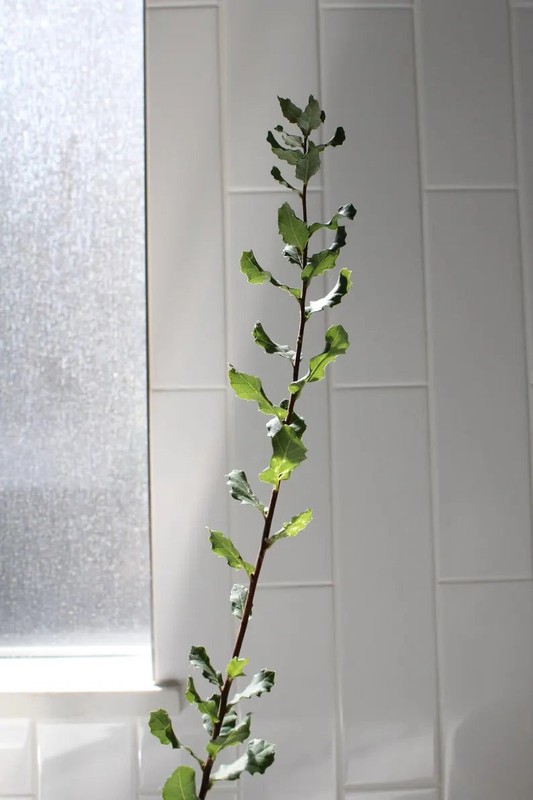 Cork Oak (Quercus Suber) – Bonsai Starter Tree gallery