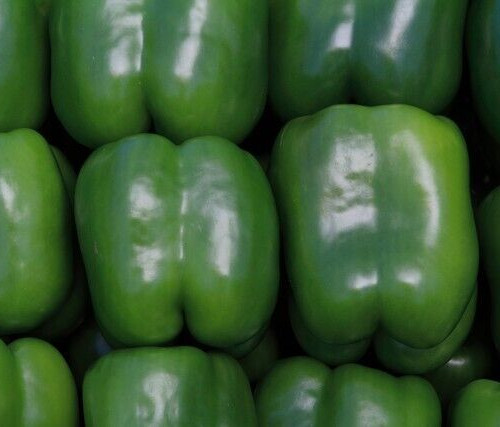 CHINESE GIANT BELL PEPPER 30+ "SWEET" GREEN red BELL pepper NON-GMO free SHIP gallery