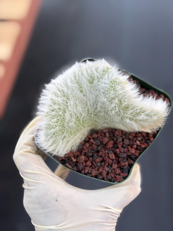 Hairy Crested Monkey Tail Cactus Rare Fuzzy White Succulent Live Plant gallery