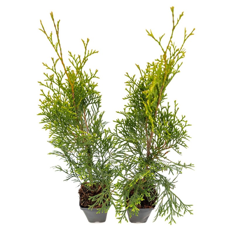 2 Emerald Green Arborvitae Saplings in 3.5” Cubes, Live Privacy Tree (Thuja) gallery