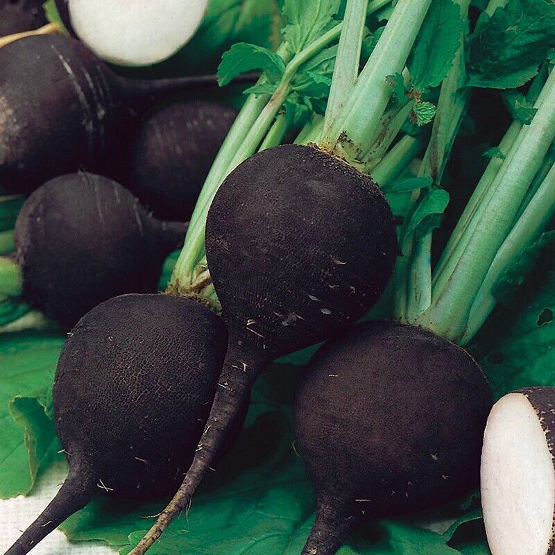 Radish Seeds Collection, NON-GMO, 14 Different Varieties, Heirloom, FREE SHIP gallery