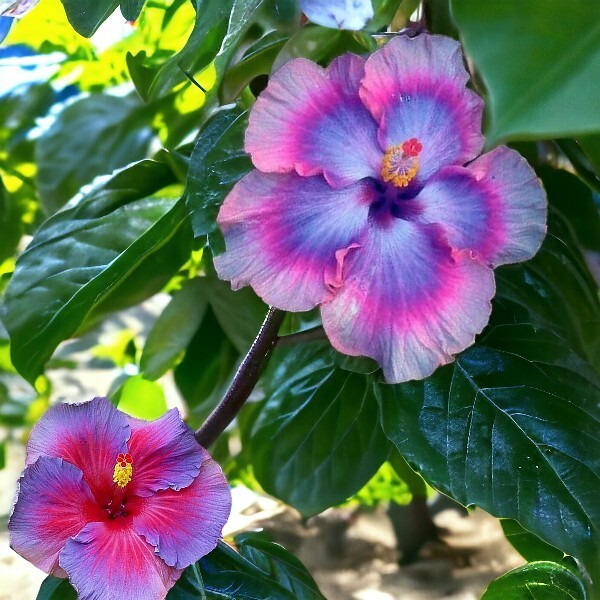 30pcs Multicolor Hibiscus Seeds - Rare Non-GMO Heirloom Variety for Your Garden gallery