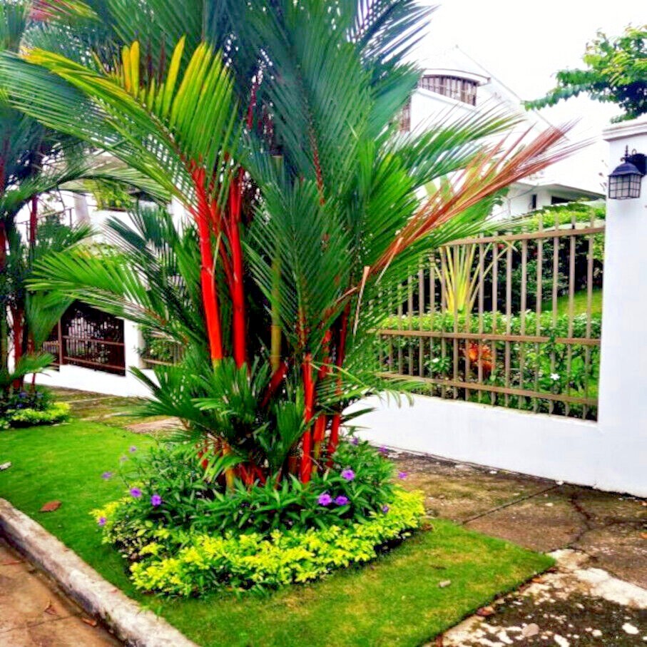 10 RED SEALING WAX "LIPSTICK" PALM TREE SEEDS (Cyrtostachys renda) House Plant gallery