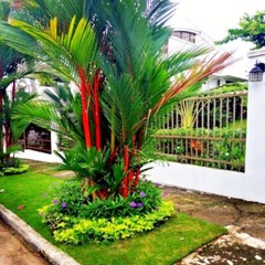 10 RED SEALING WAX “LIPSTICK” PALM TREE SEEDS (Cyrtostachys renda) House Plant