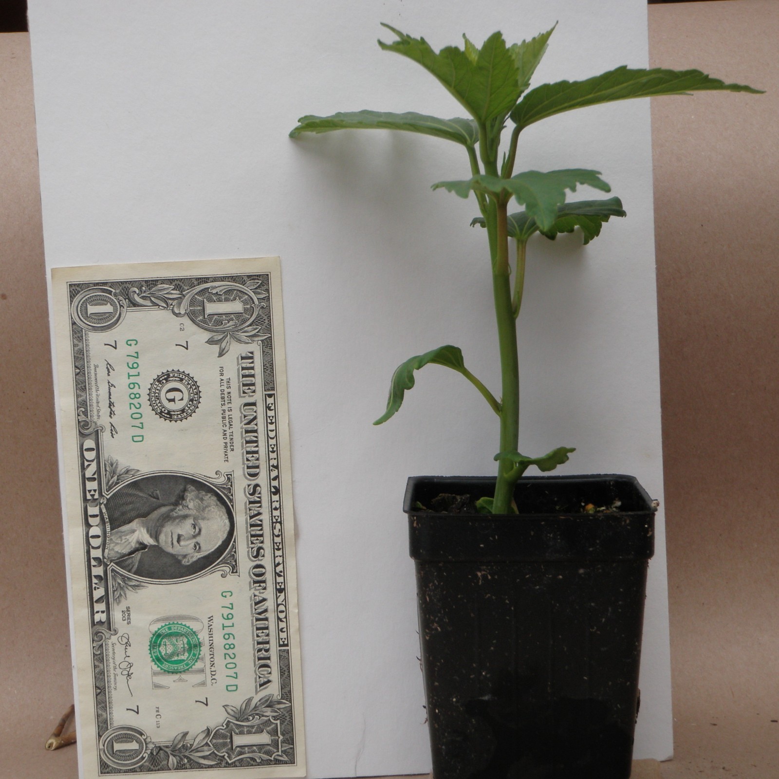 bush hibiscus WATERMELON RUFFLES new flower hardy 2.5" pot = 1 Live Potted Plant gallery