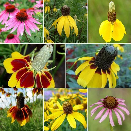 Landscaper's Pack Coneflower Mix CONEHEAD / Echinacea Perennials+ 1500+ Seeds gallery