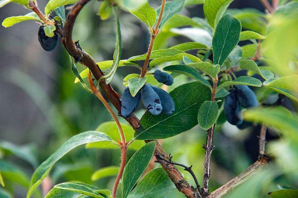 Lonicera caerulea var. edulis | Fly or Blue Honeysuckle | 10 Seeds gallery