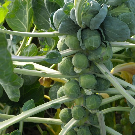 Brussels Sprouts Seeds - Long Island Improved - Heirlooms - 1.gram gallery