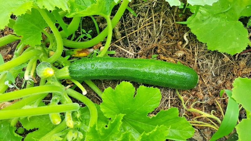 31+ Zucchini SUMMER SQUASH Seeds Black Beauty Organic Heirloom Garden Container gallery