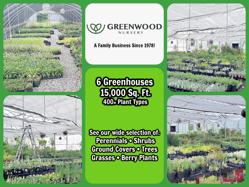 Live BLUE FALSE INDIGO + Baptisia Australis - [Pint Pot] - Perennial gallery