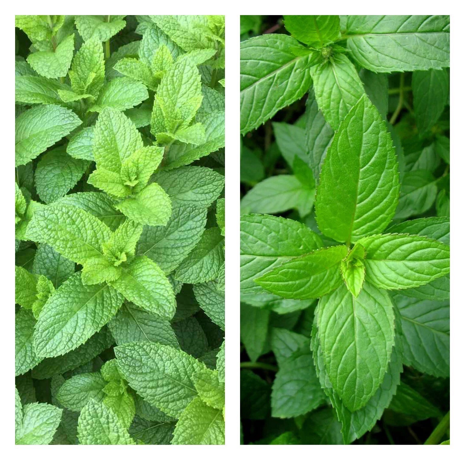 Mixed Mint Seeds 500++ Peppermint + spearmint herb NON-GMO Heirloom Vegetable ! gallery
