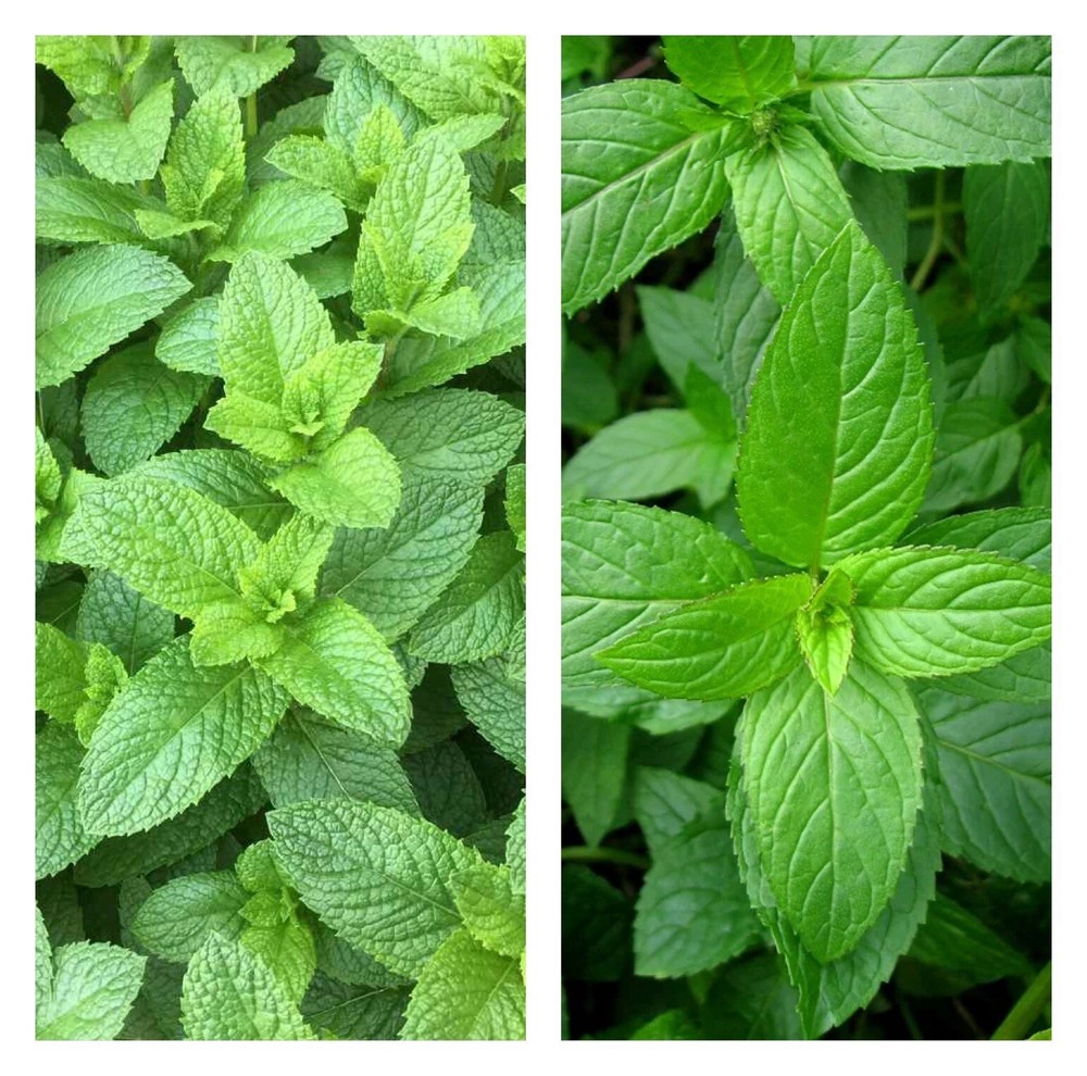 Mixed Mint Seeds 500++ Peppermint + spearmint herb NON-GMO Heirloom Vegetable !