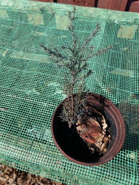 Eastern Cedar Trees, Resistant to extreme drought,heat & cold, multiple soils gallery