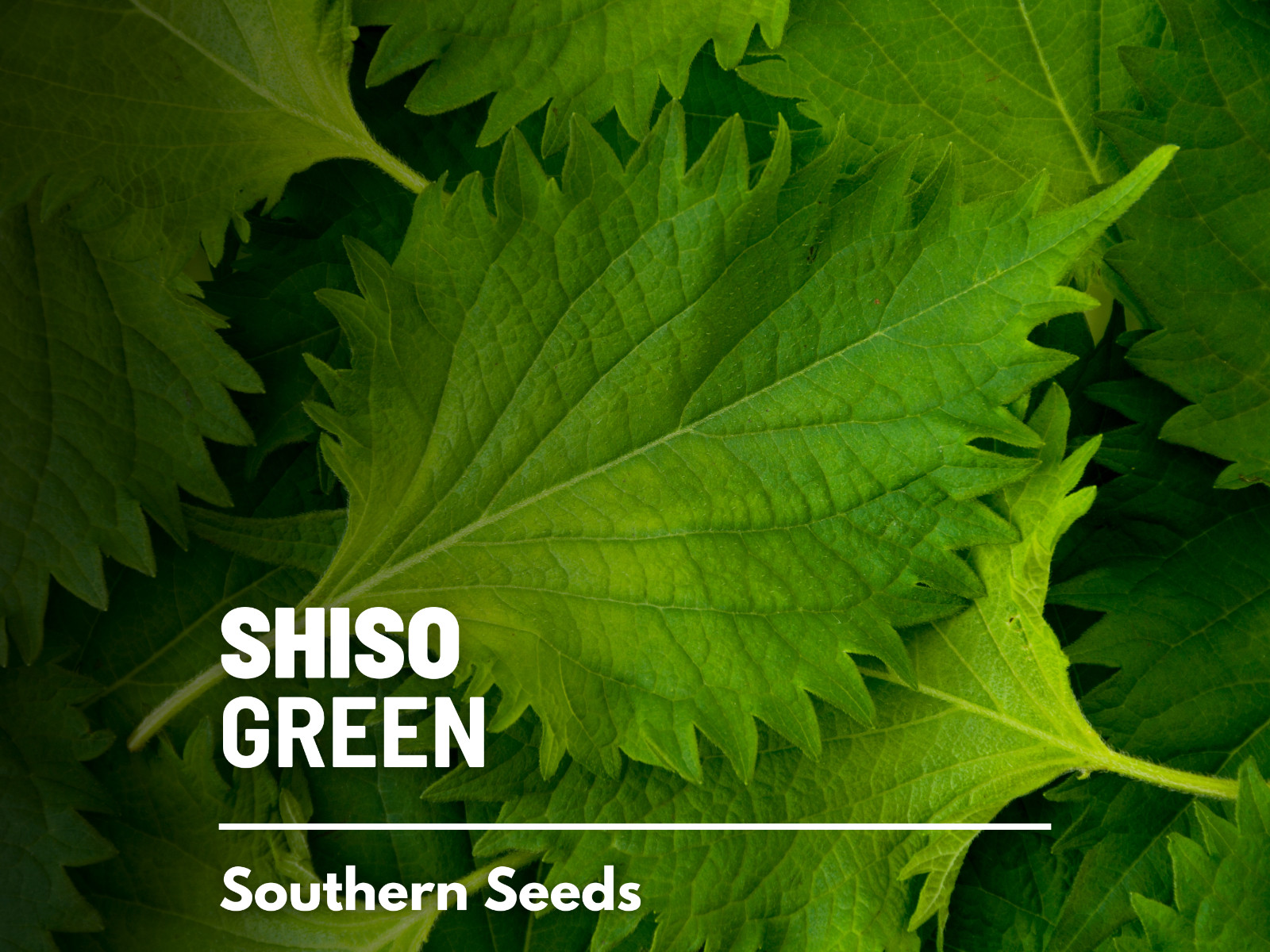 Shiso Green - 200 Seeds - Asian Culinary Herb - Non GMO (Perilla frutescens) gallery
