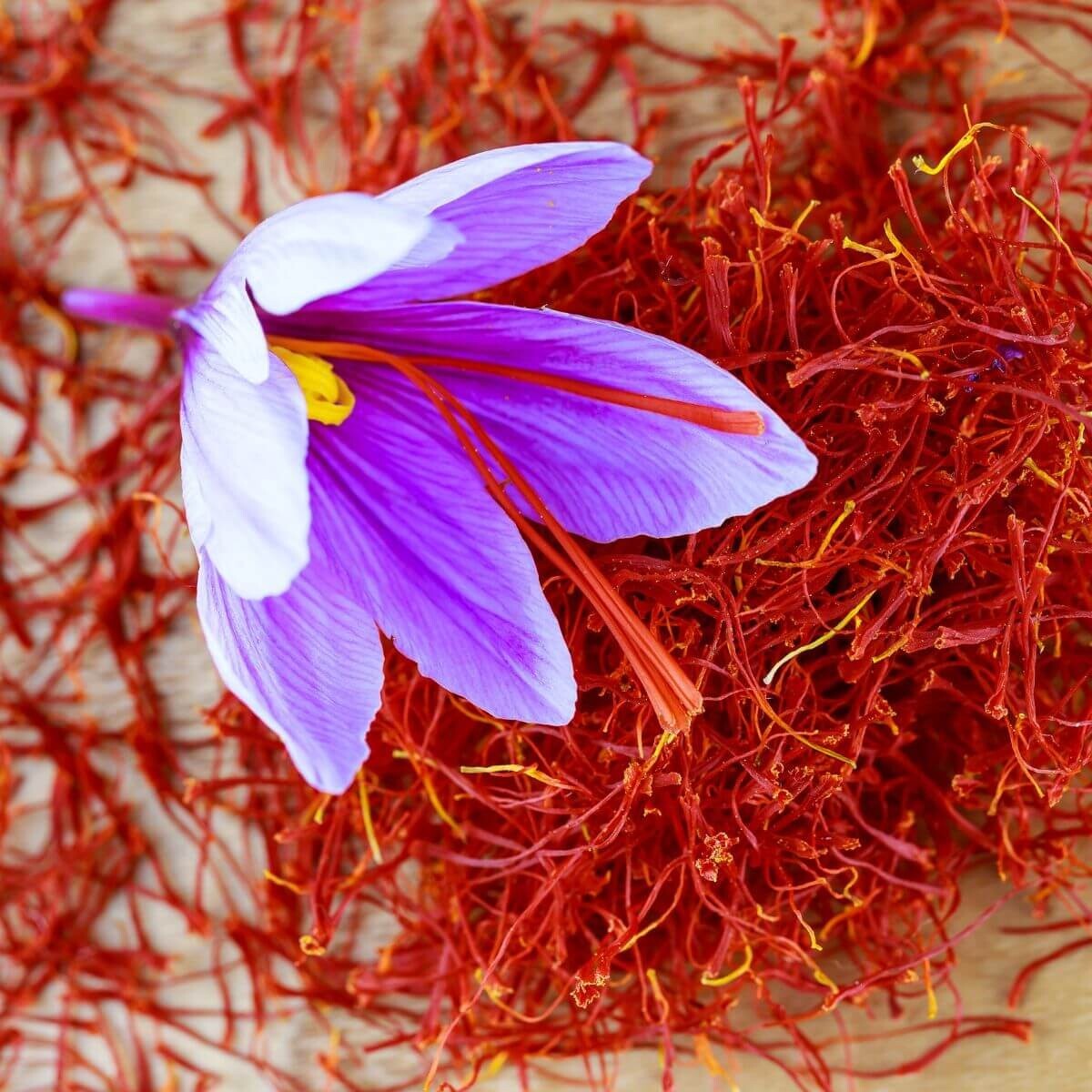 Saffron Autumn Crocus (Crocus sativus) - 50 Seeds | Fall-Blooming Purple Beauty gallery