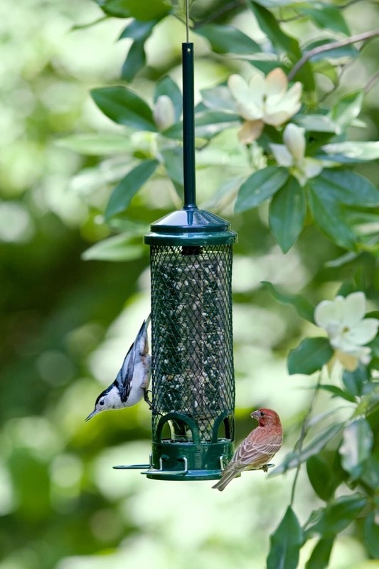 New Brome Squirrel Buster Mini Bird Feeder, Squirrel Proof, Free Delivery gallery