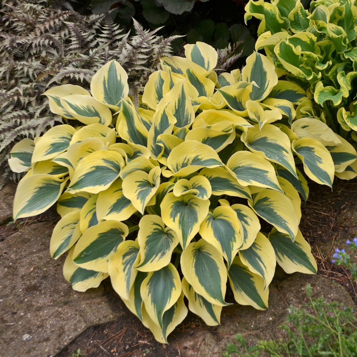 Hosta Shadowlands "Autumn Frost" Proven Winners Rooted 5.25" Pot Perennial Shade gallery