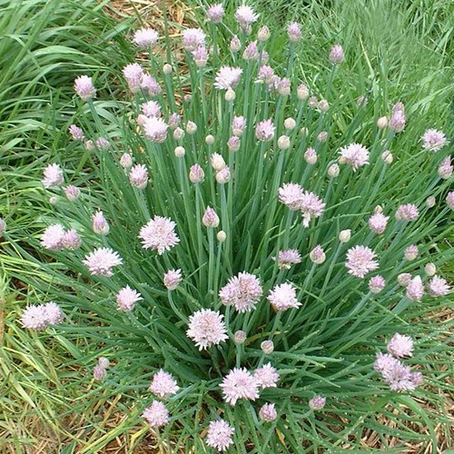 150 GARLIC CHIVE / CHIVES HERB SEEDS ~ heirloomseedguy ~ 2026 ~ NON-GMO gallery