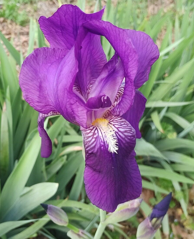 (10) TALL BEARDED IRIS RHIZOME LIVE ROOT GARDEN PLANTS SPRING PURPLE FLOWERS FUN gallery