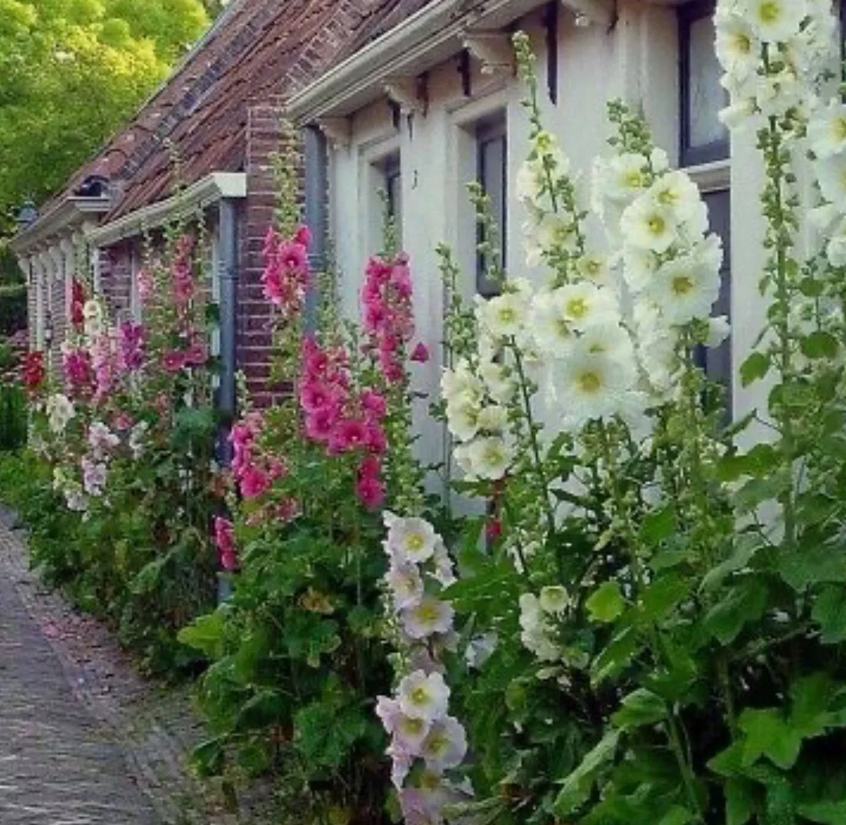 4lb Hollyhock Flower Seeds "Single Mixed" Alcea Rosea Beautiful Cottage Garden gallery