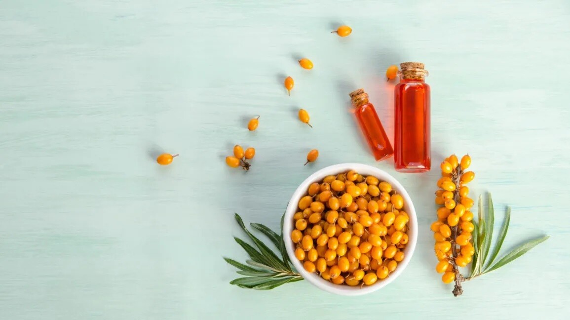 Sea Buckthorn 25-500 Seeds Seaberry Tree Hippophae rhamnoids Shrub 9X Vitamin C! gallery