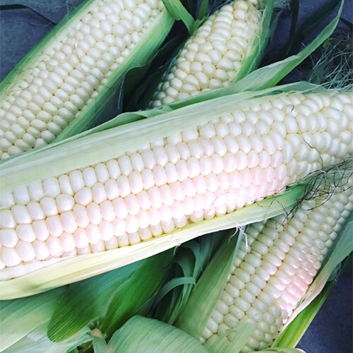 Silver Queen Corn Seeds | Non-GMO | Free Shipping | Seed Store | 1111 gallery
