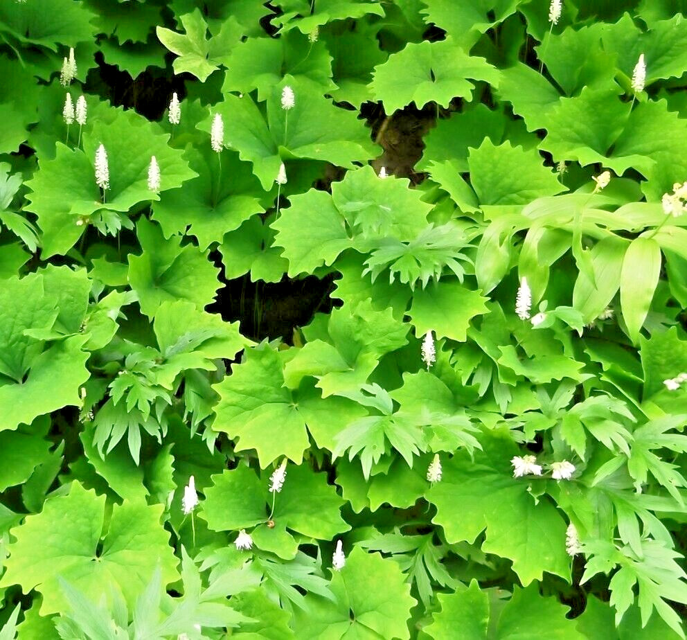 10 ACHLYS TRIPHYLLA Seeds *FREE Shipping!* Vanilla Leaf Herb Wildflower Seeds gallery