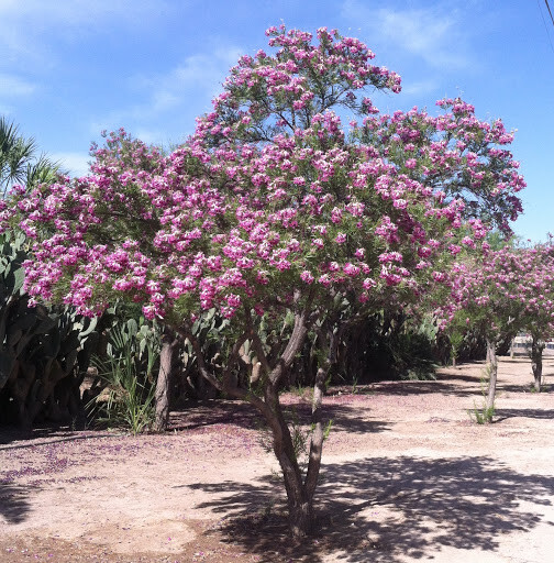 40+ Desert Willow Tree Seeds Freshly Harvested, Purple Orchid Flower (25B) gallery