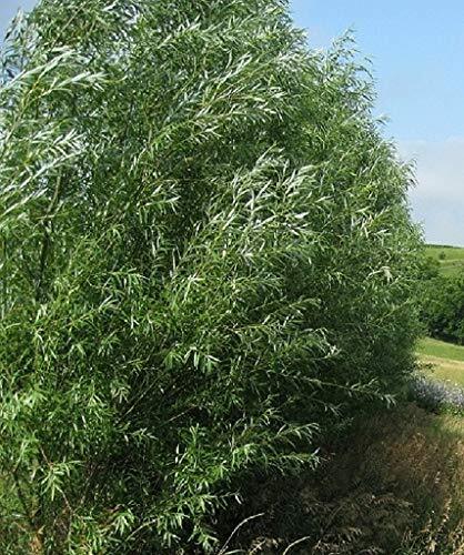 (One) Fastest Growing Tree in The World -Ready to Plant - One Live Aussie Hybrid gallery
