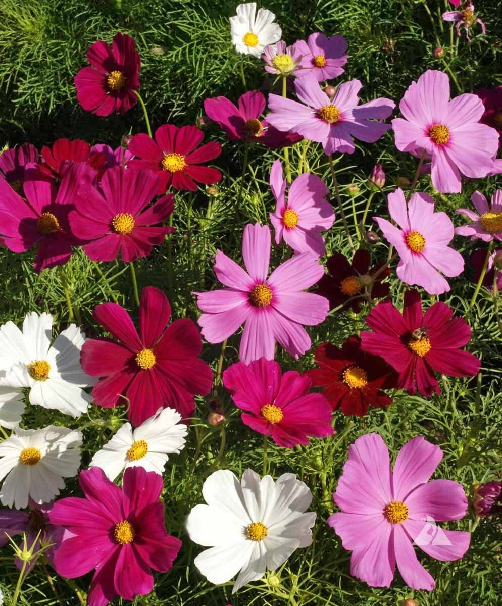 Dwarf Cosmos Seed Mix, Short & Compact, Colorful, Pollinators, FREE SHIPPING gallery