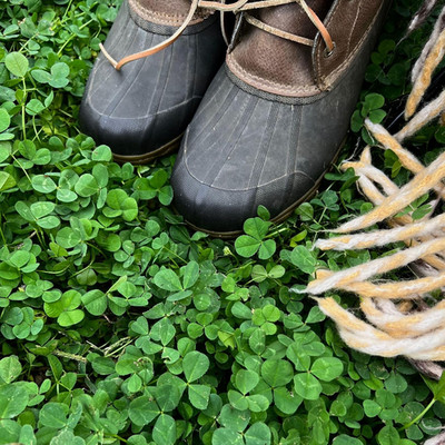 Micro Clover Seed for Lawn - 1 Lb - ~400,000 Microclover Seeds for Planting - Dr gallery